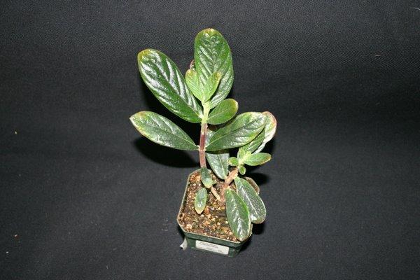 http://www.cloudjungle.com/CloudJungle/Gesneriaceae/Columnea/columnea orientandina.jpg